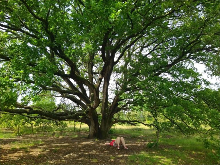 A woman rests under the shade of a large tree, symbolizing grounding, calm, and reconnection for expat women navigating change.