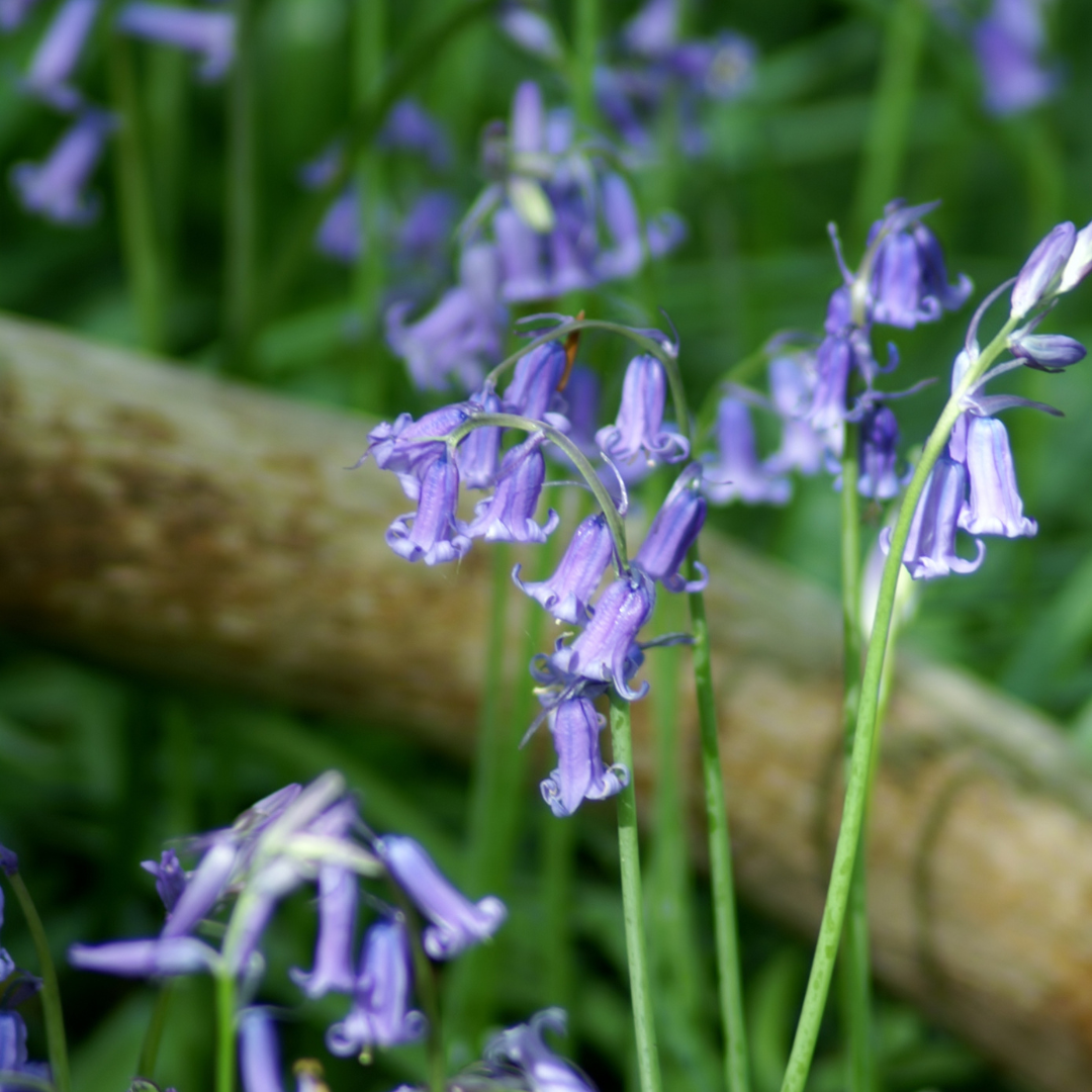 Bluebells blooming in a forest, symbolizing hope, grounding, and growth for expat women in transition.