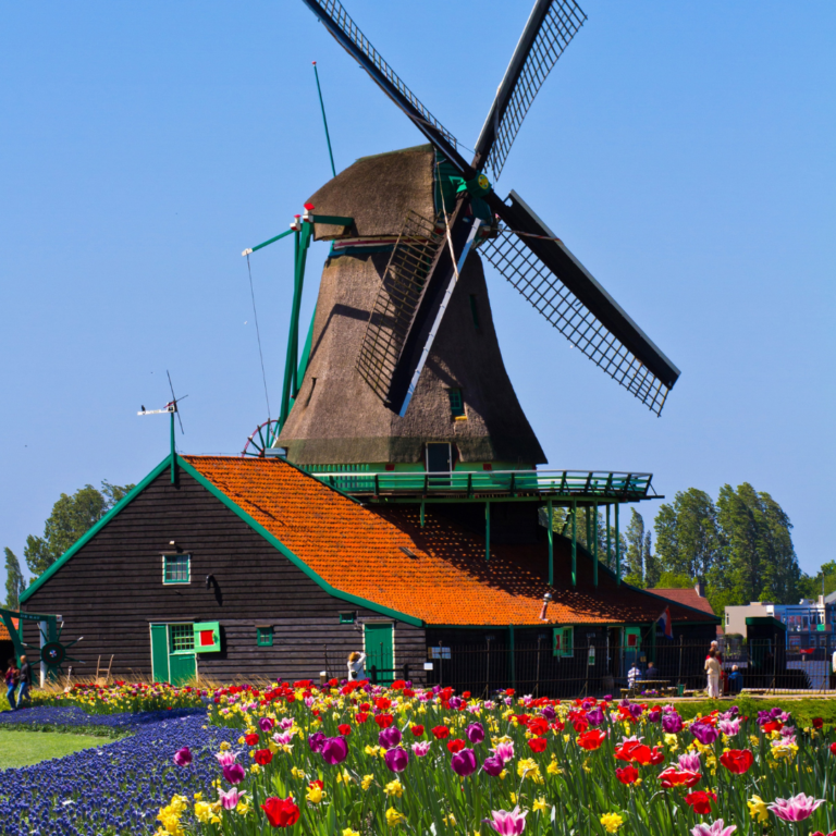 Traditional Dutch windmill surrounded by tulip fields, symbolizing grounding and new beginnings for expat women seeking connection and balance through nature therapy.