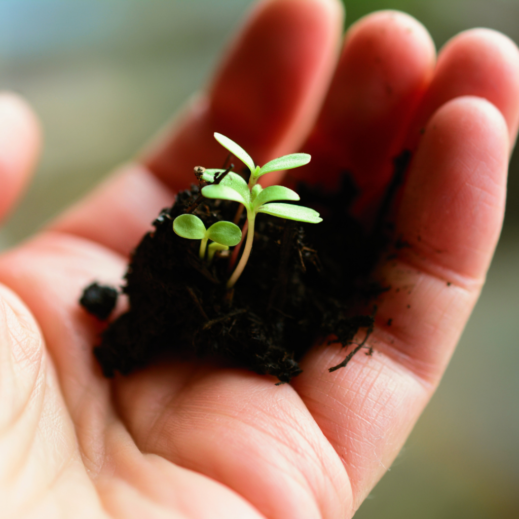 A close-up image of a small green seedling sprouting from dark soil, held gently in an open hand, symbolizing growth, care, and potential.